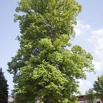 Windmuehlenhof * Dittmannsdorf