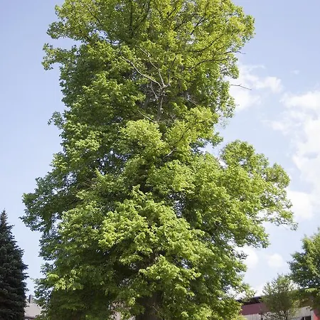 Windmuehlenhof * Dittmannsdorf (Olbernhau)