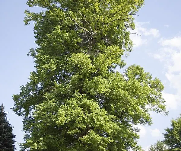 Windmuehlenhof * Dittmannsdorf (Olbernhau)